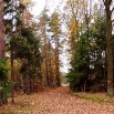 Droga przez las, jesień
