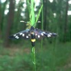 Oblaczek granatek (Amata phegea) Motyl
